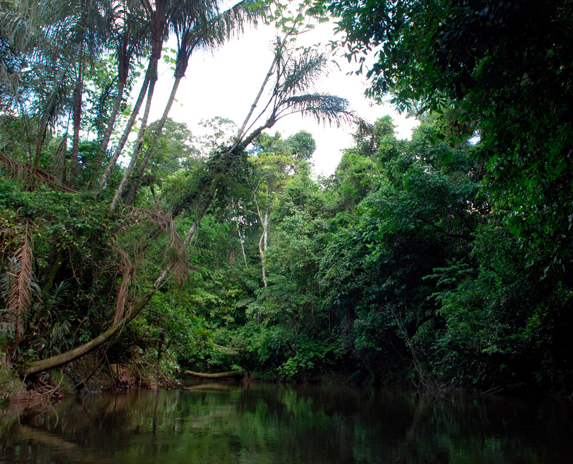 Where We Work • Tropical Rainforest Conservation & Education