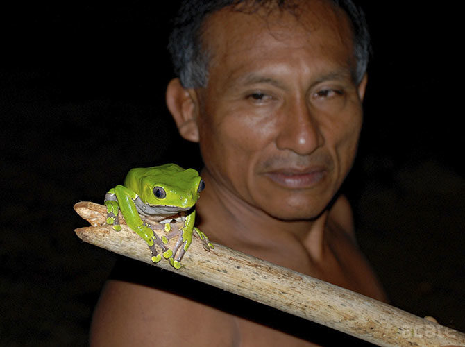 Giant Monkey Tree Frog with Matse Elder, Antonio