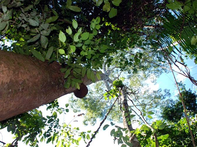 copaiba in peruvian amazon rainforest