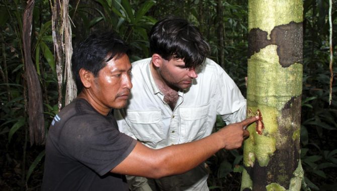 extracting medicinal tree sap from tropical tree
