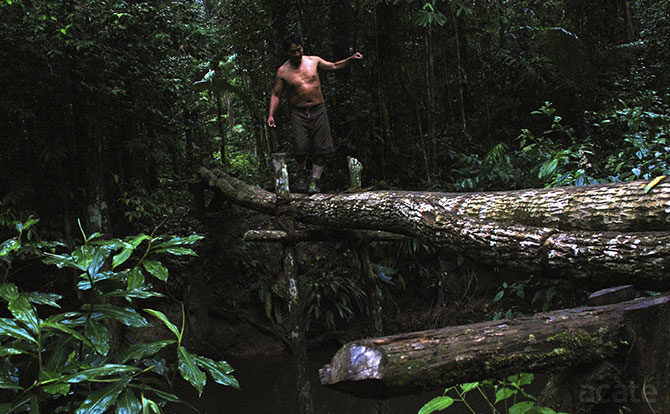 log crossing in amazon rainforest