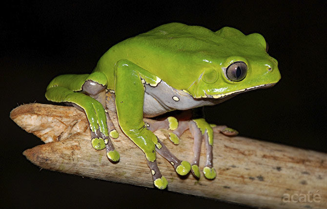 donate help support acate conservation Phyllomedusa bicolor giant monkey tree frog on stick