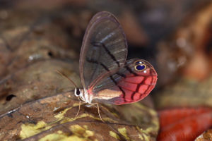 Blushing Phantom butterfly Cithaerias pireta