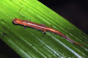 salamander on leaf in tropical rainforest peru
