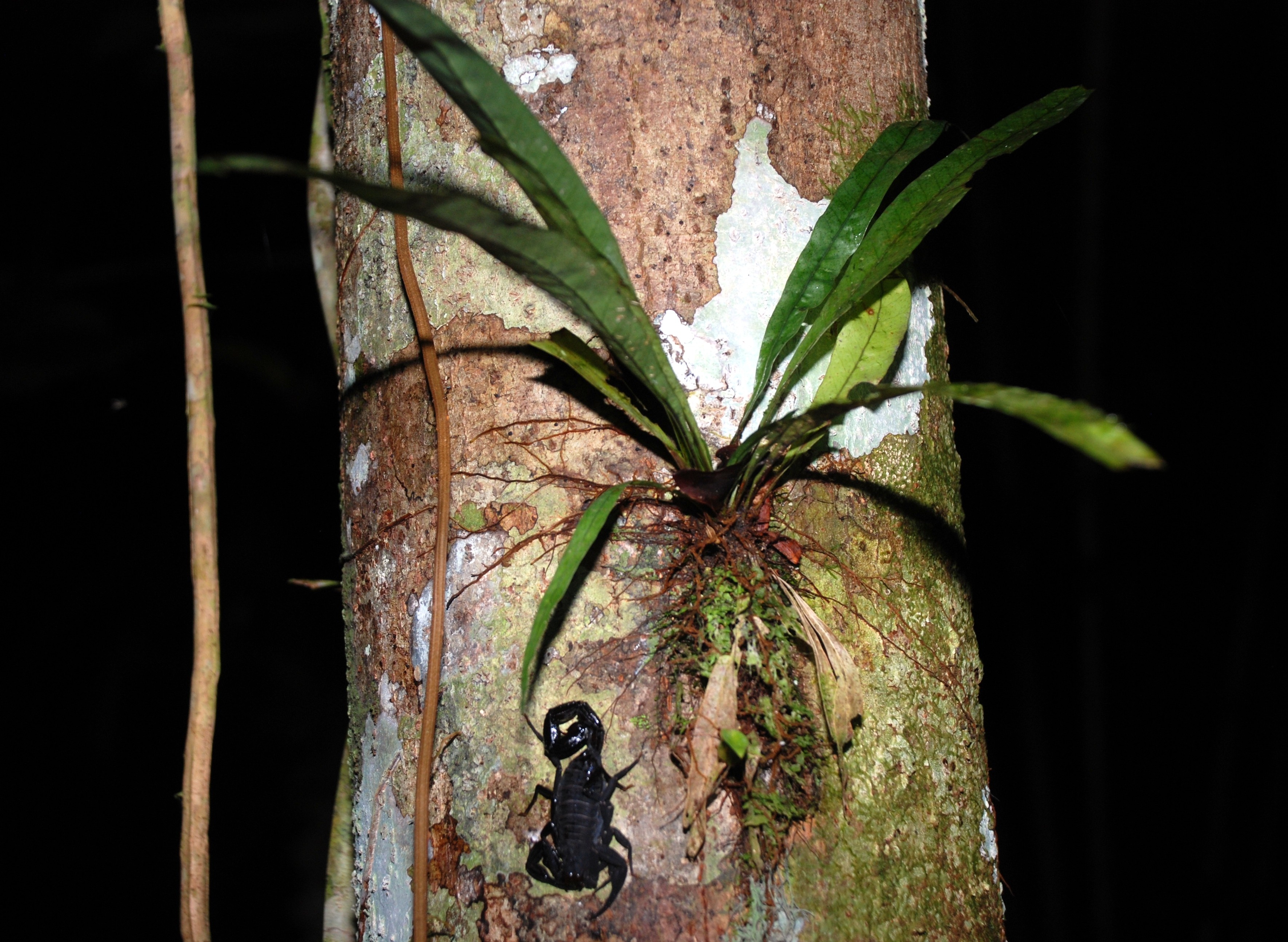 black scorpion and bromeliad during night jungle hike in amazon rainforest