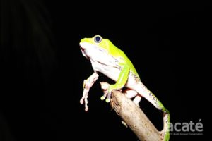 acaté frog on stick at night reaching for us to help