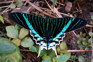 tropical butterfly from amazon rainforest in Peru