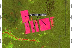 Satellite image of Tamshiyacu after oil palm deforestation