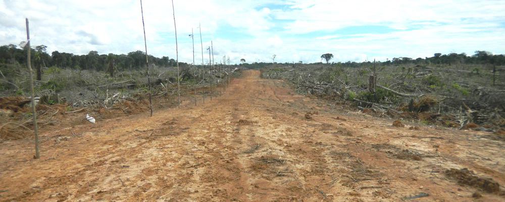 Palm oil deforestation of virgin rainforest in Loreto, Peru