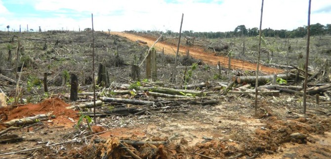 deforestation in Tamshiyacu for palm oil plantation La Región