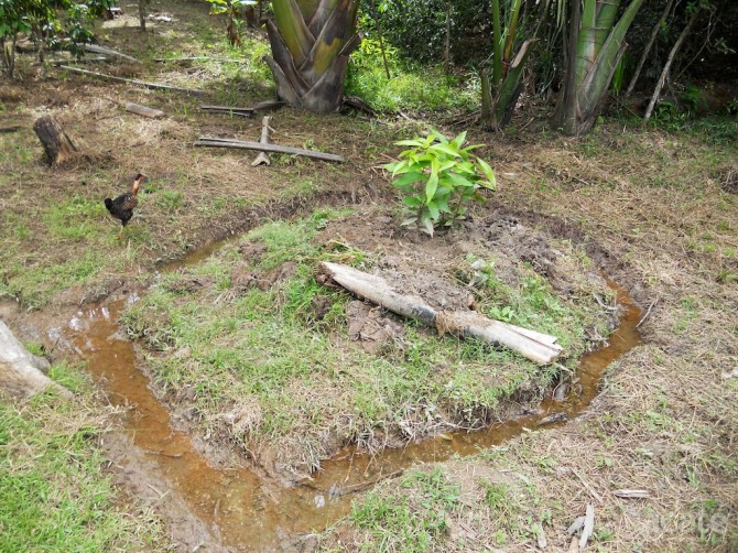 moat around plant in matsés territory acaté amazon conservation