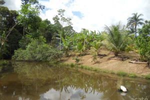 Matsés permaculture farm and fish pond in Estirón, Perú