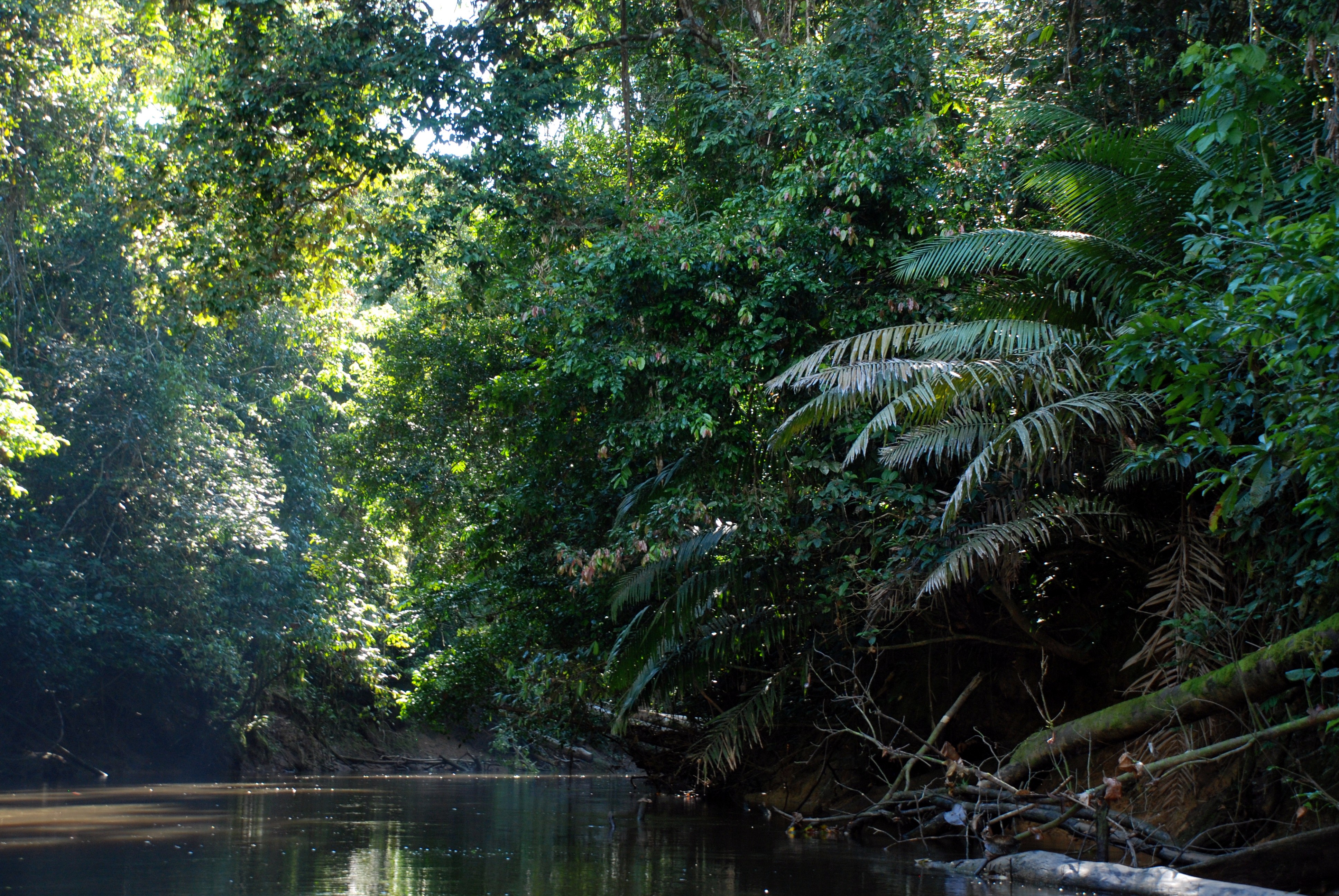 primary rainforest amazon quebrada stream acate