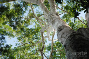 Copaiba tree canopy in the Amazon rainforest