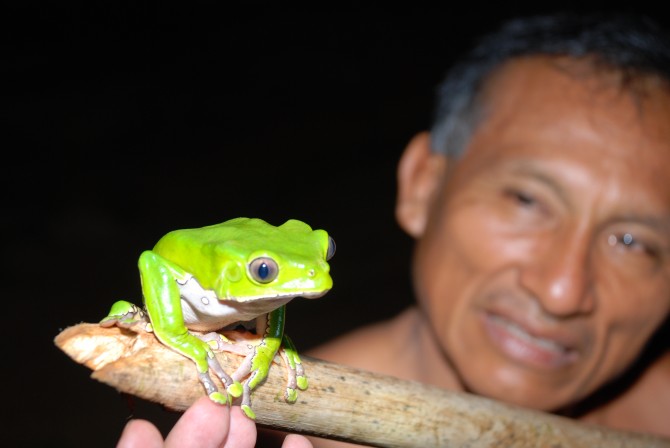 Monkey frog phyllomedusa bicolor Acaté Amazon