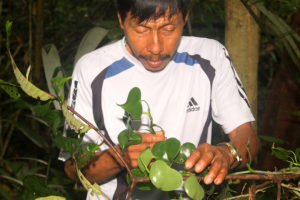Lucho Matsés shaman collecting vines