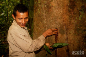 Harvesting copaiba resin