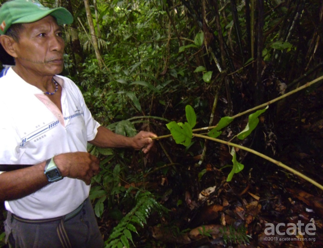 Traditional medicinal plants amazon rainforest