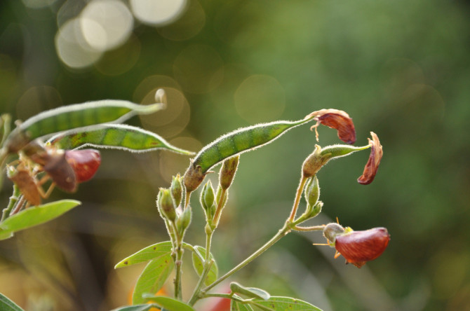 pigeon pea cajanus cajan