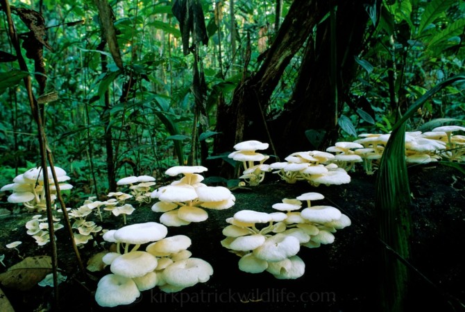 Amazon Fungi 1097