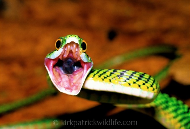 Leptophis ahaetulla n. parrot snake