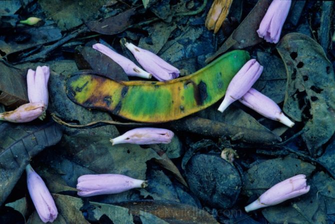 Seed Pod & Buds, Amazon