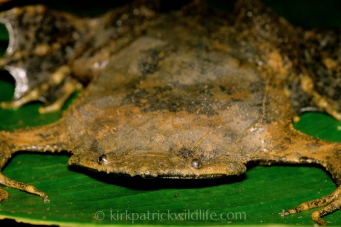 Suriname Toad (Pipa pipa) - Amazonia, Peru Kirkpatrick