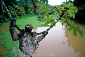 three-toed sloth hanging amazon