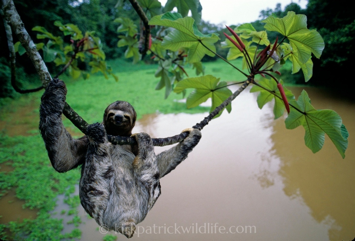 three-toed sloth hanging amazon