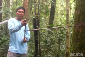 sustainable copaiba harvest amazon rainforest