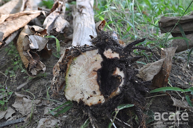 Plantain corm (root) damaged by grubs.