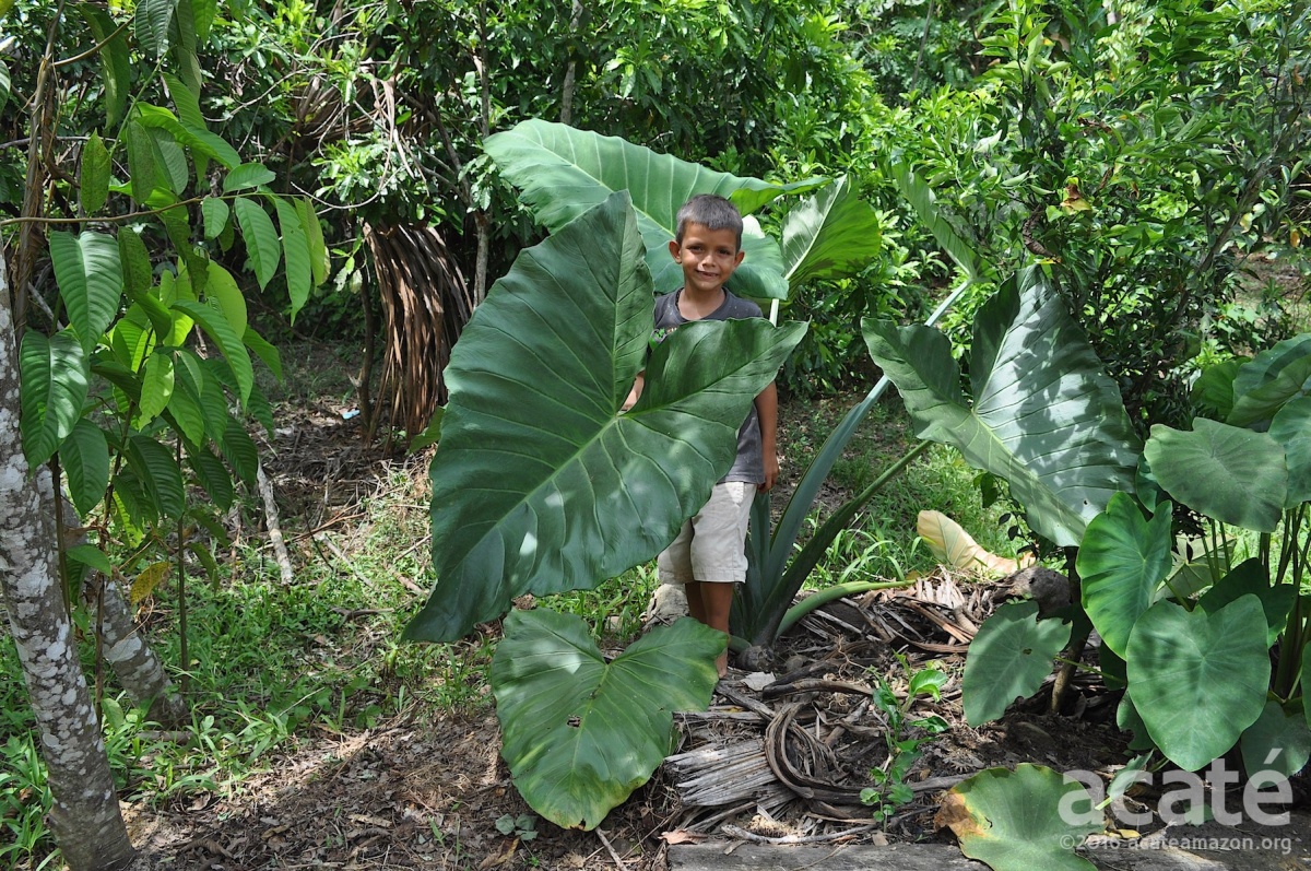 Preserving Matsés agricultural heritage adult siante tapun plant amazon