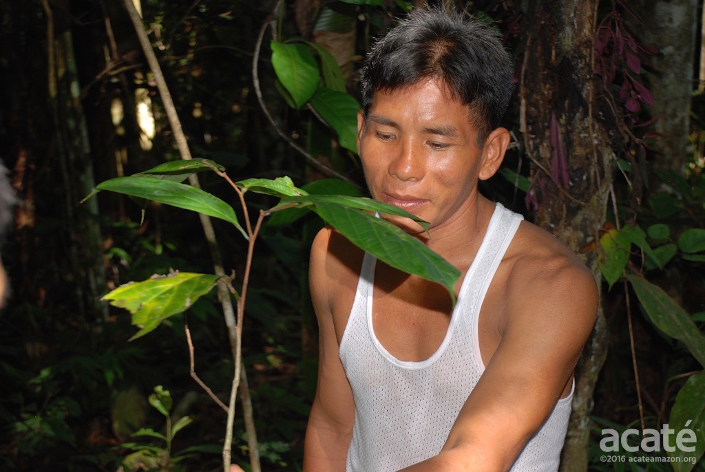 Apprentice (Mariano in white) Healing Forest in Remoyacu