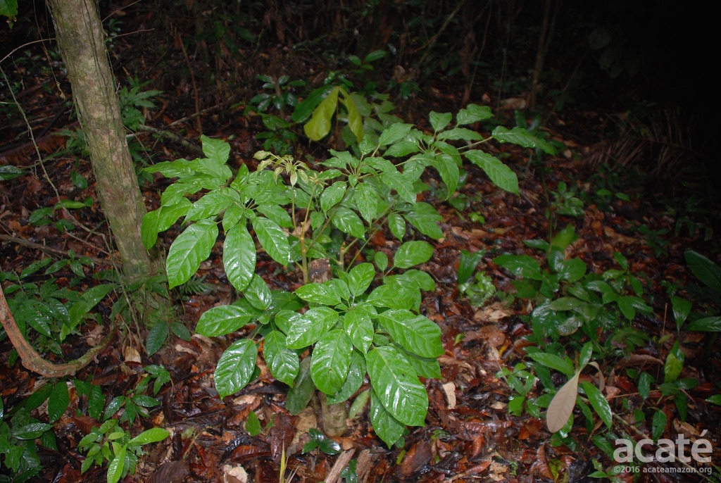 Rainforest contains many plants of medicinal significance