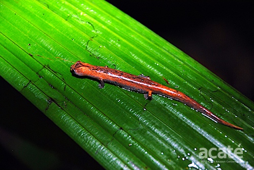 Arboreal salamander in the Matsés territory. M 