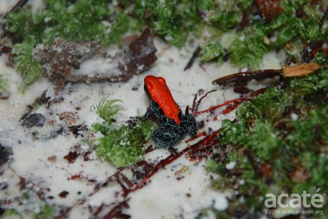 poison dart frog matsés acaté amazon rainforest