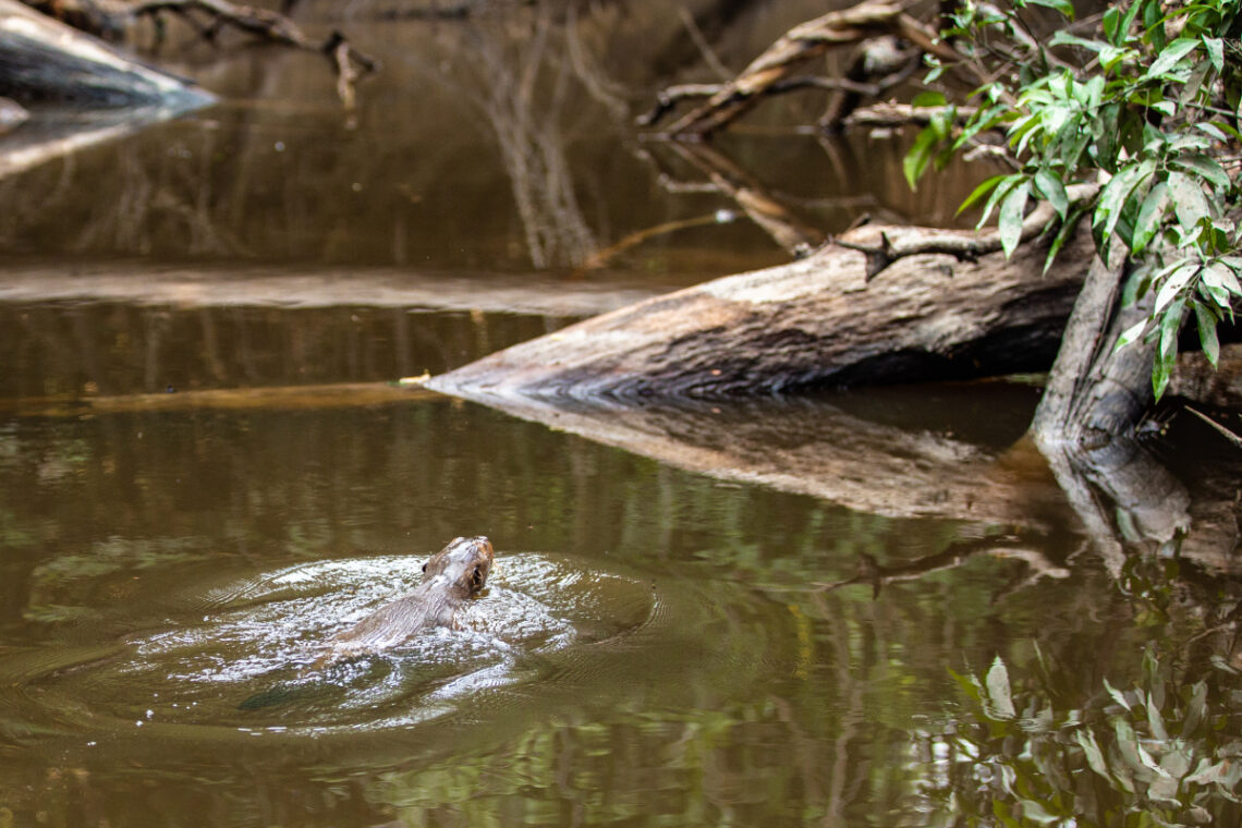 giant river otter swimming