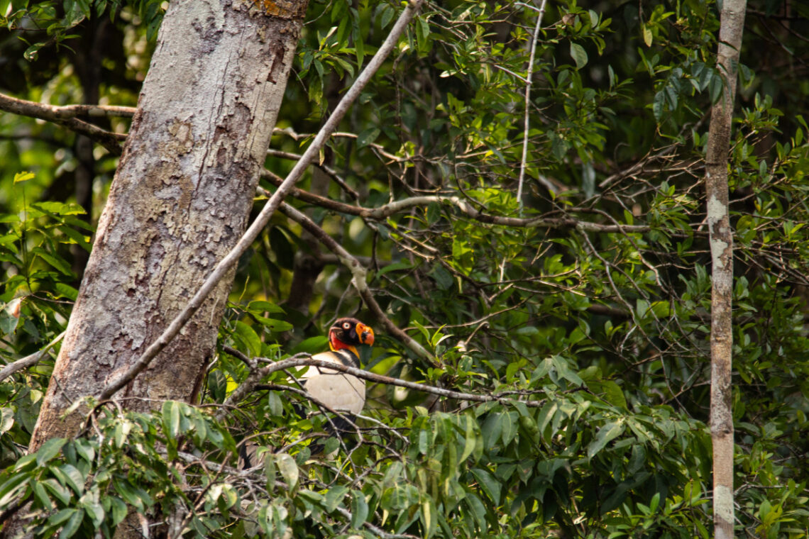 king vulture in primary forest