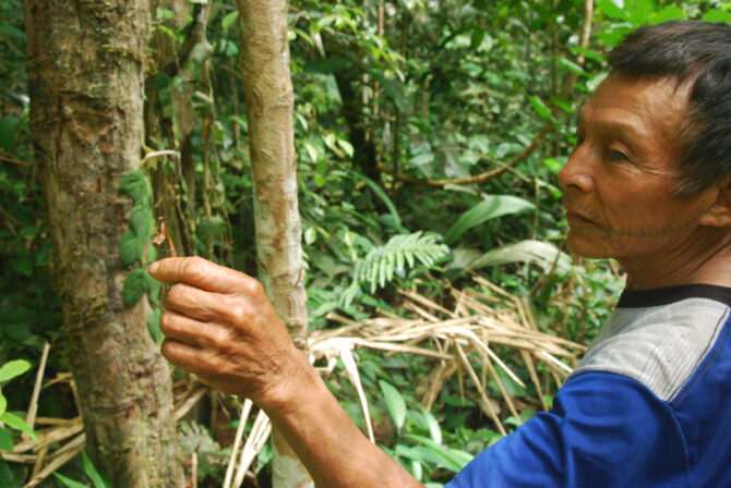 amazonian biodiversity expert